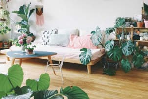 Sio0tO-1-monstera-planta-trendy-rosa.jpg