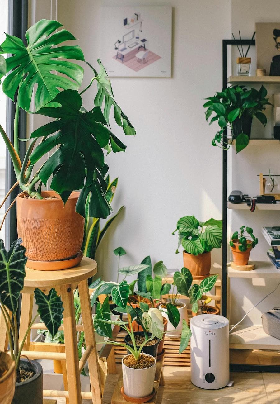 Rincón de un espacio interior lleno de plantas de distintos tipos y tamaños en maceteros de arcilla.