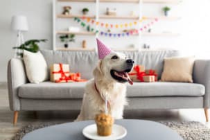 portada_ideas-celebrar-cumpleanos-mascota.jpg