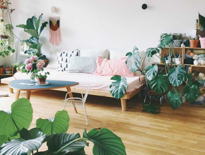Monstera, la planta más trendy