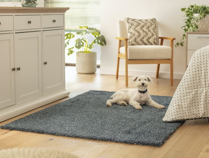 Guía para quitar los pelos de gatos y perros de tus textiles