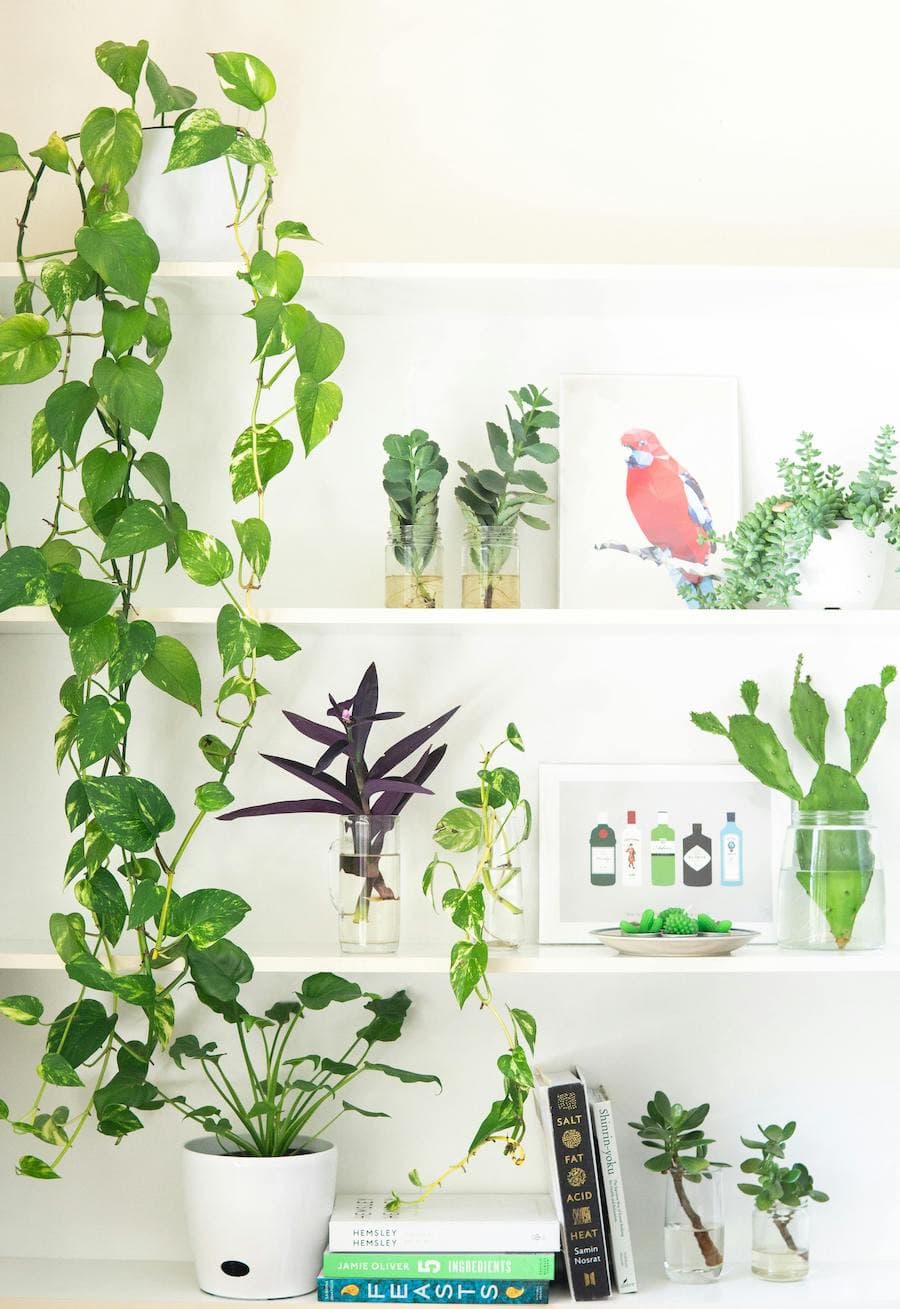 Estante blanco con distintas plantas en sus repisas, de diferentes tamaños y especies.