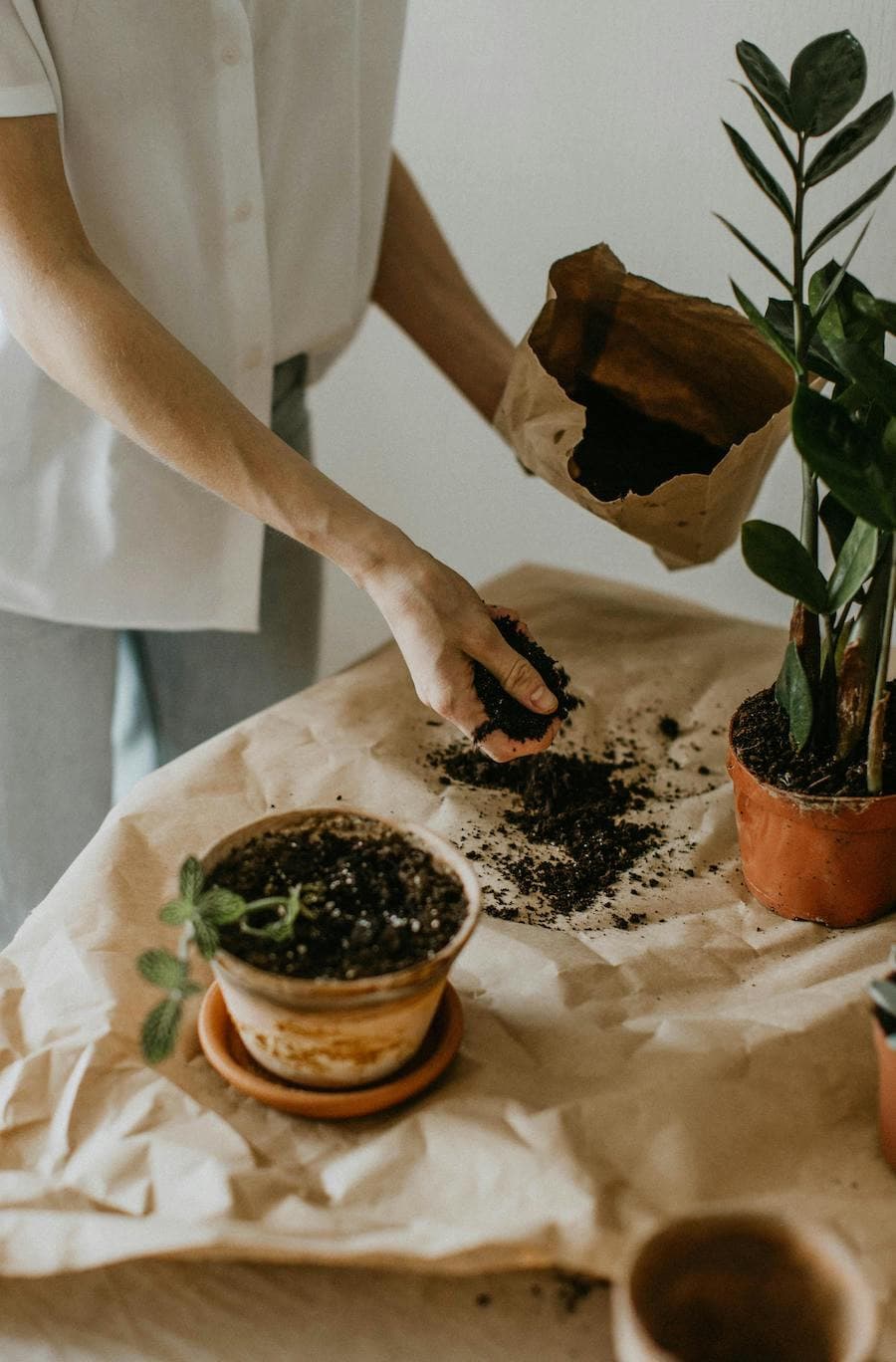 Mujer cuidando sus plantas sobre una mesa. En sus manos está manipulando un sustrato.