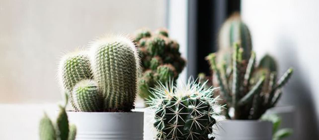 6 ideas de maceteros (que no son maceteros) para tus plantas