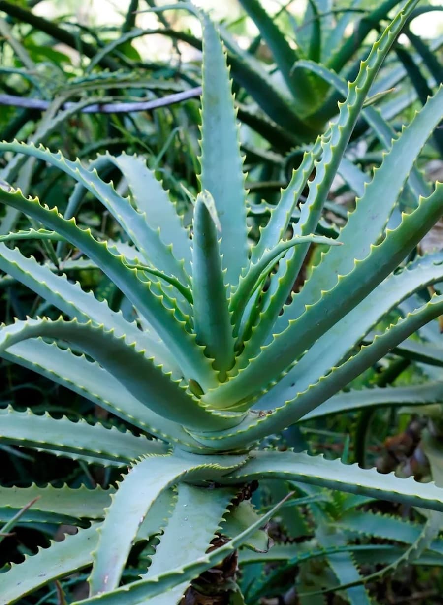 Planta de aloe vera
