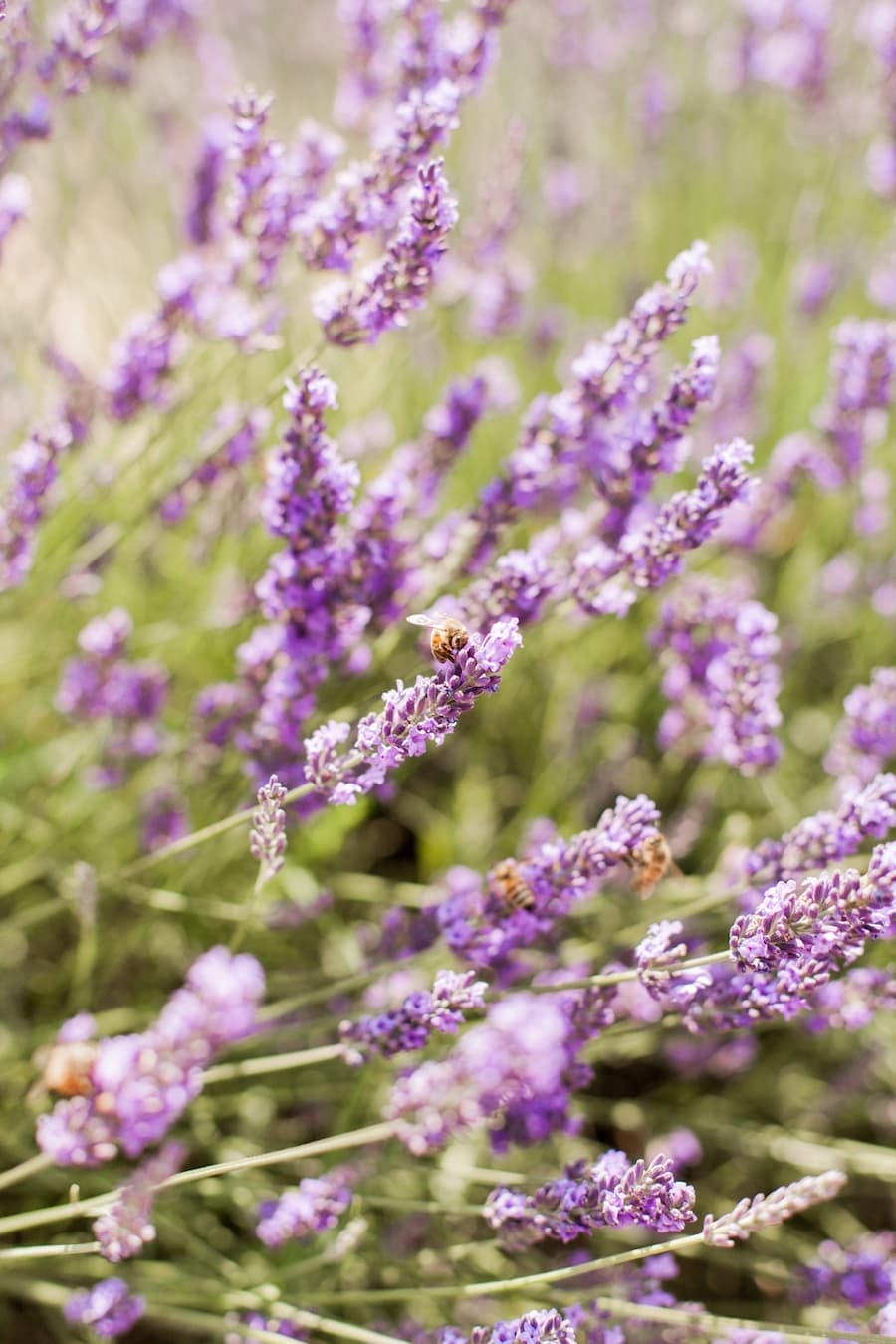 Jardín de lavandas. Se ven unas flores de lavanda en primer plano y atrás hojas verdes